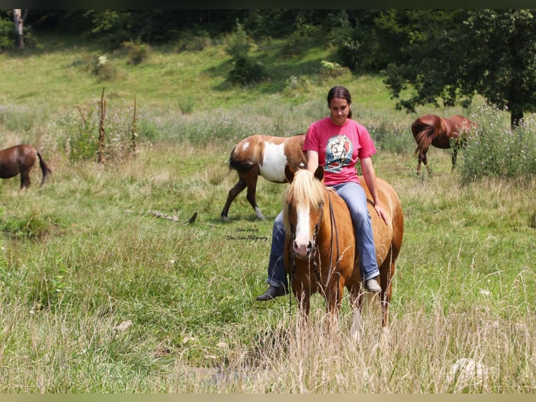 caballo de tiro Mestizo Caballo castrado 6 años Alazán rojizo in Peosta, IA