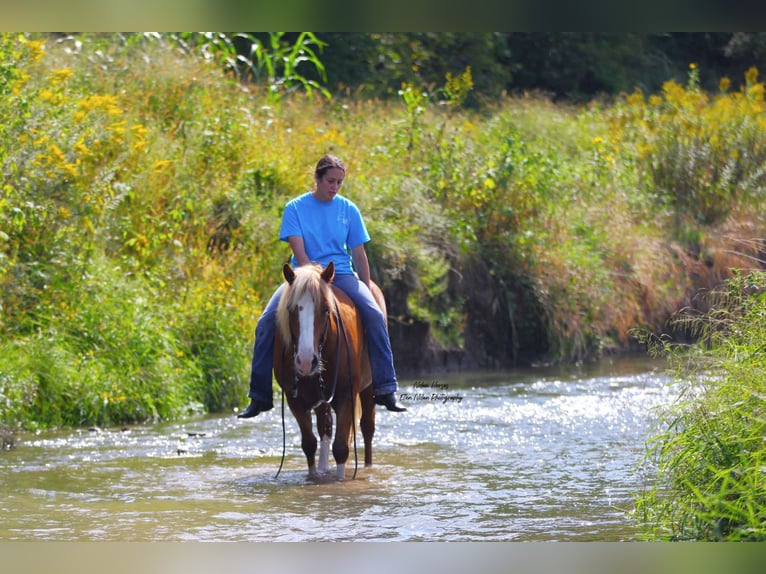 caballo de tiro Mestizo Caballo castrado 6 años Alazán rojizo in Peosta, IA