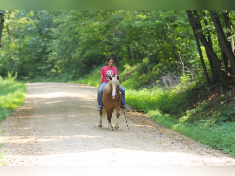 caballo de tiro Mestizo Caballo castrado 6 años Alazán rojizo in Peosta, IA