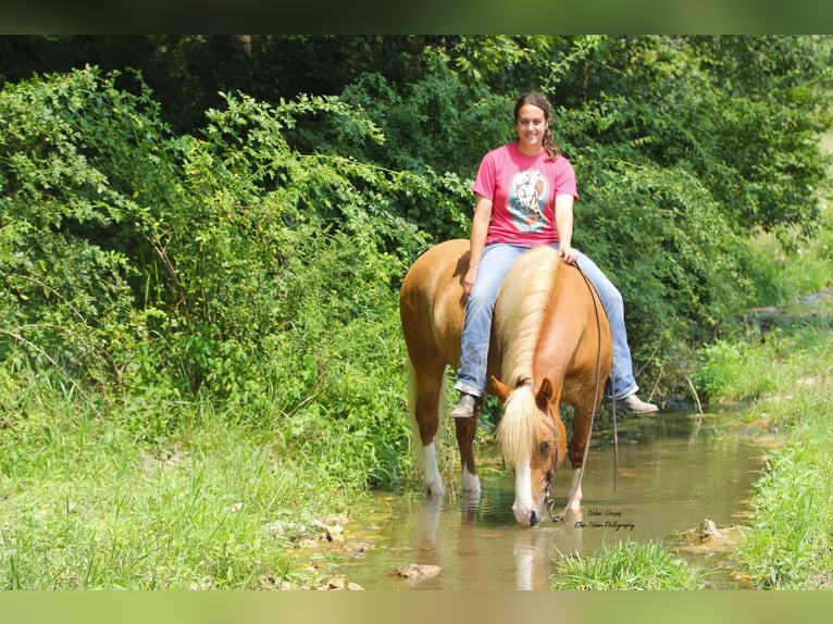 caballo de tiro Mestizo Caballo castrado 6 años Alazán rojizo in Peosta, IA