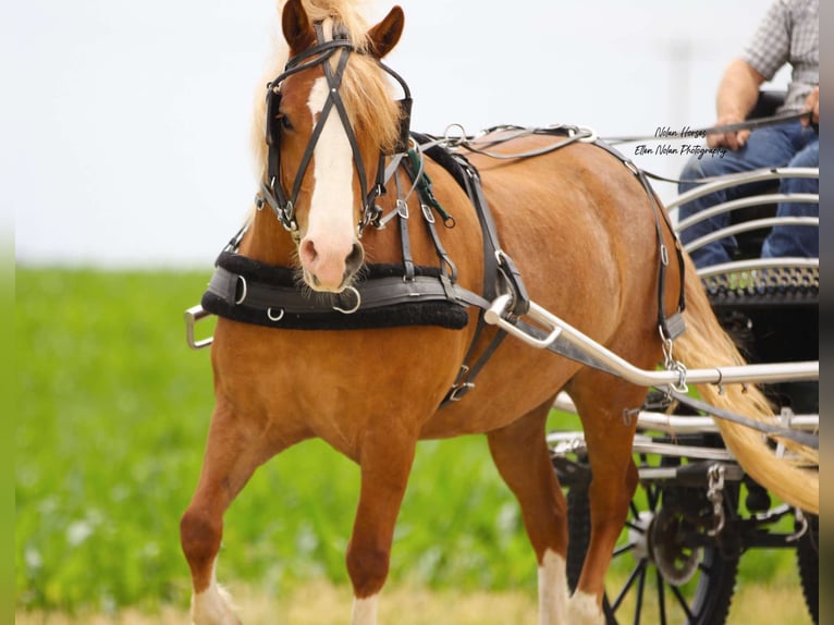 caballo de tiro Mestizo Caballo castrado 6 años Alazán rojizo in Peosta, IA