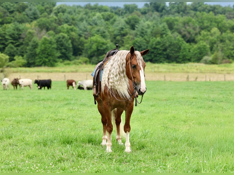 caballo de tiro Mestizo Caballo castrado 6 años Alazán-tostado in Beaver Springs