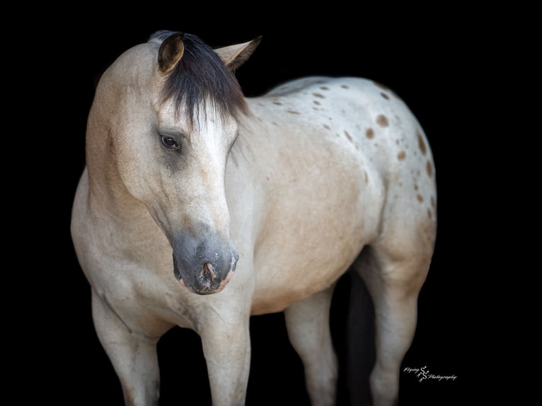 caballo de tiro Mestizo Caballo castrado 6 años Buckskin/Bayo in Rockville
