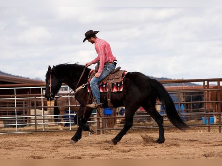 caballo de tiro Caballo castrado 6 años Negro in Wickenburg AZ