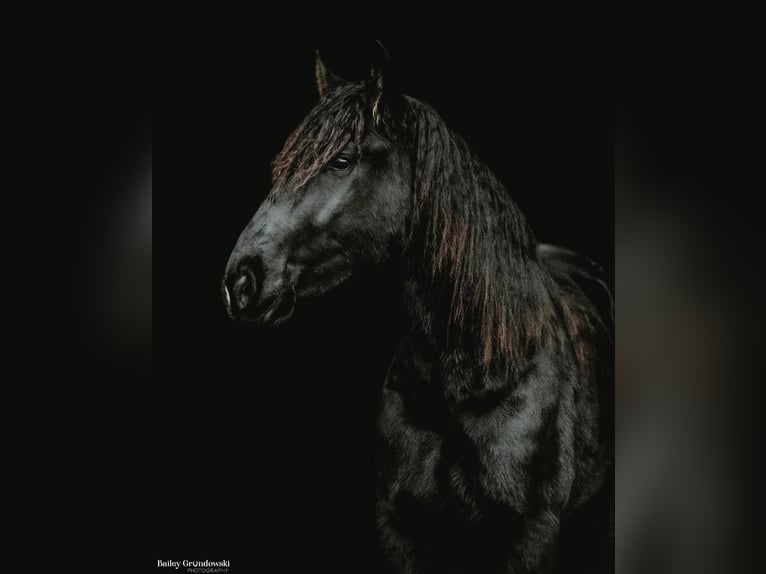 caballo de tiro Caballo castrado 6 años Negro in Everett PA