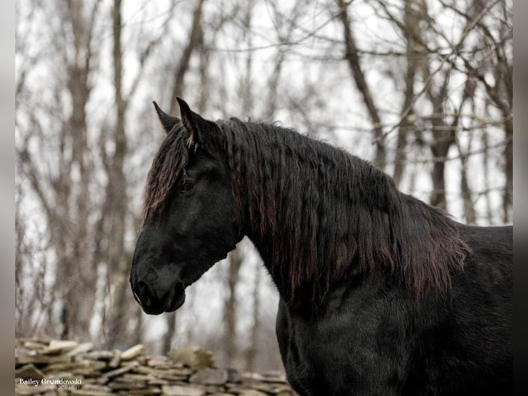 caballo de tiro Caballo castrado 6 años Negro in Everett PA