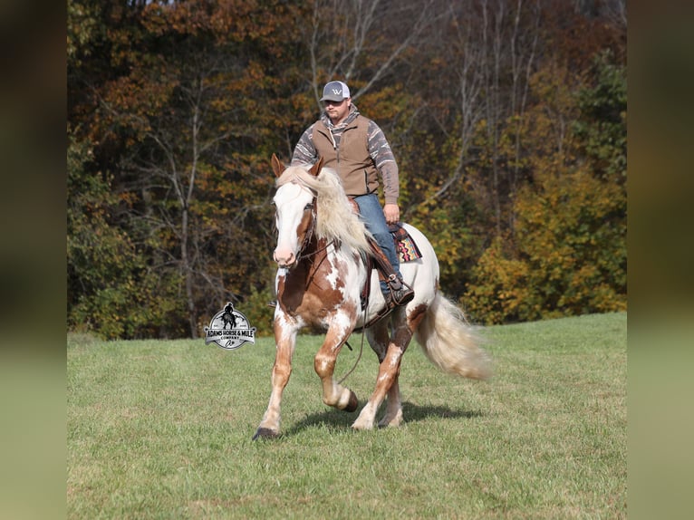 caballo de tiro Caballo castrado 6 años Overo-todas las-capas in Mount Vernon, KY