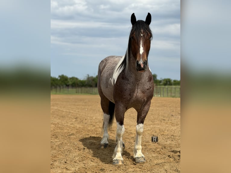 caballo de tiro Mestizo Caballo castrado 6 años Pío in Weatherford
