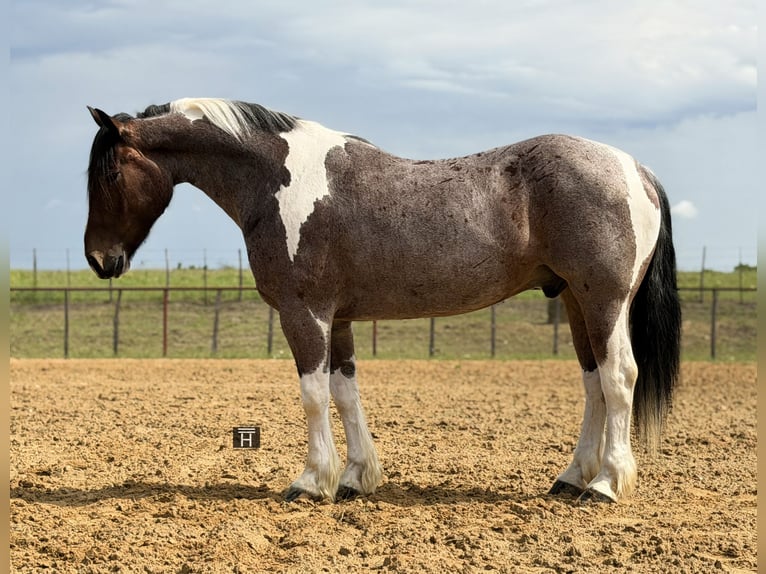 caballo de tiro Mestizo Caballo castrado 6 años Pío in Weatherford