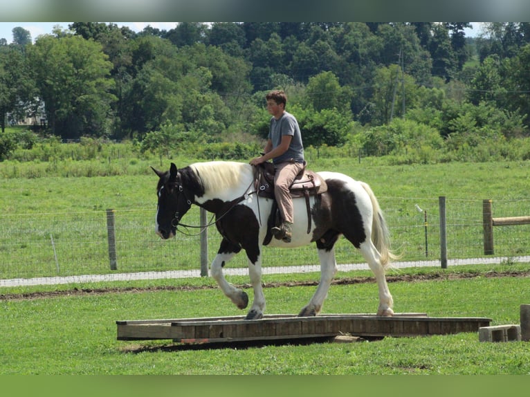 caballo de tiro Mestizo Caballo castrado 6 años Pío in Millersburg
