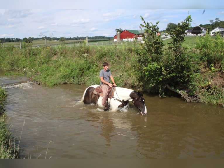 caballo de tiro Mestizo Caballo castrado 6 años Pío in Millersburg