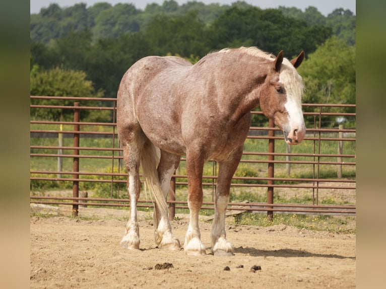 caballo de tiro Mestizo Caballo castrado 6 años Ruano alazán in Fresno