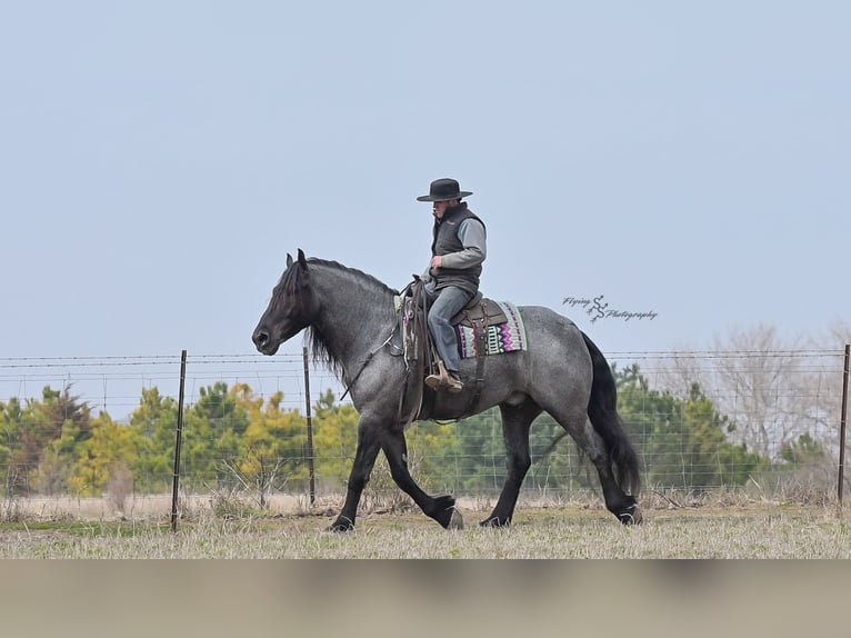 caballo de tiro Caballo castrado 6 años Ruano azulado in Fairbank IA