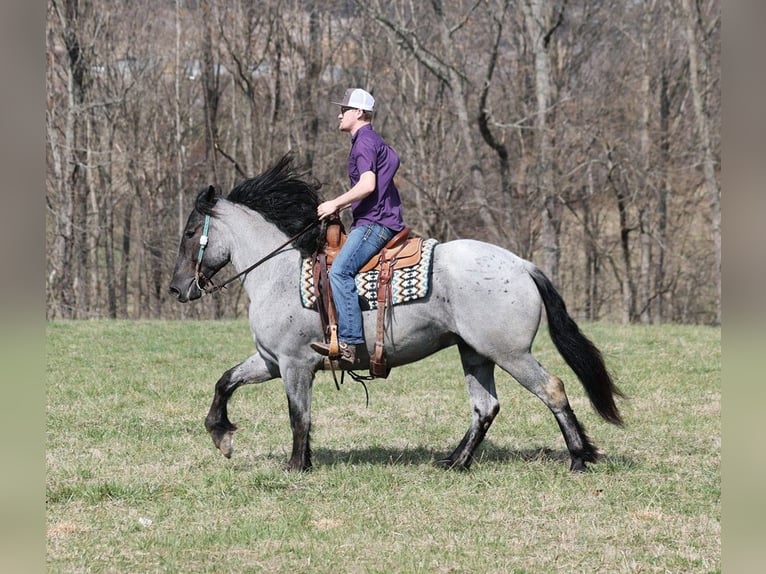 caballo de tiro Caballo castrado 6 años Ruano azulado in Mount Vernon