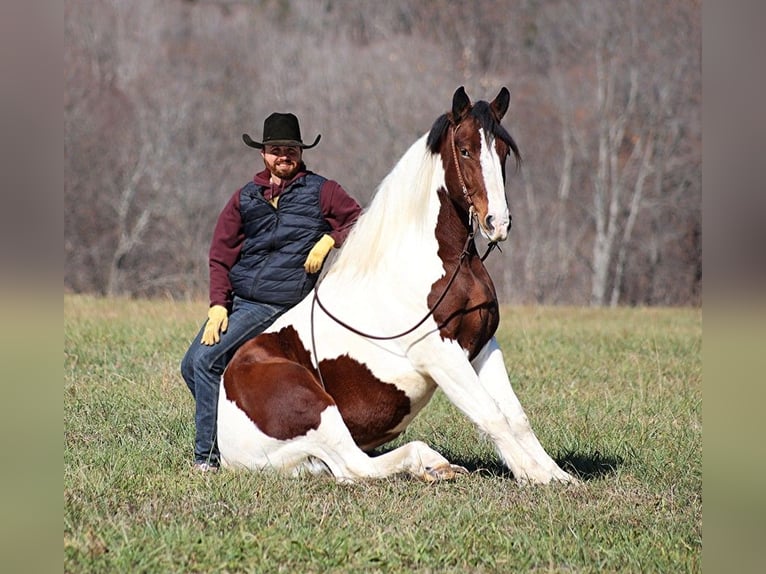 caballo de tiro Caballo castrado 6 años Tobiano-todas las-capas in Brodhead KY