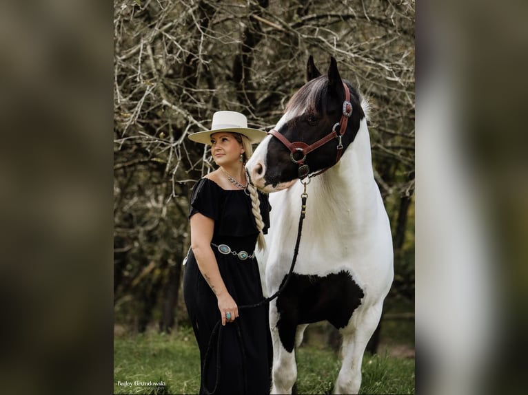 caballo de tiro Caballo castrado 6 años Tobiano-todas las-capas in Everett PA