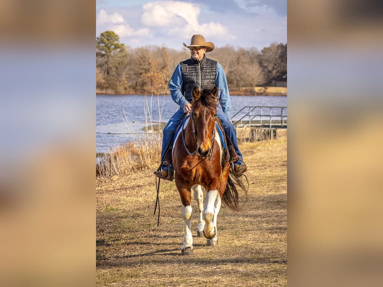 caballo de tiro Caballo castrado 6 años Tobiano-todas las-capas in Moutain Grove MO