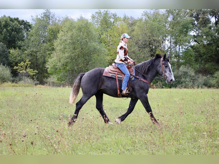 caballo de tiro Caballo castrado 6 años Tordo in Highland MI