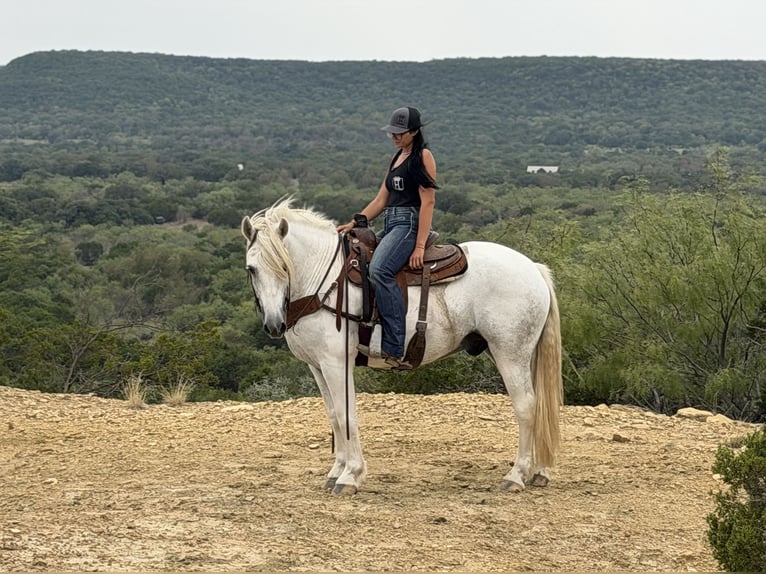 caballo de tiro Mestizo Caballo castrado 6 años Tordo in Weatherford