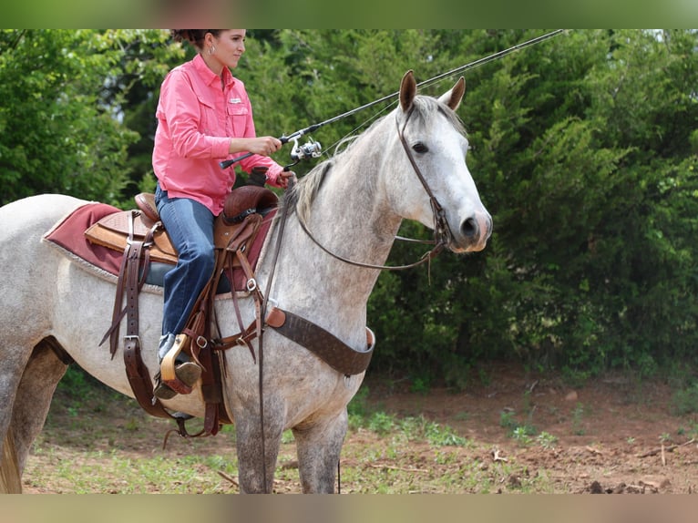 caballo de tiro Mestizo Caballo castrado 6 años Tordo in Ripley
