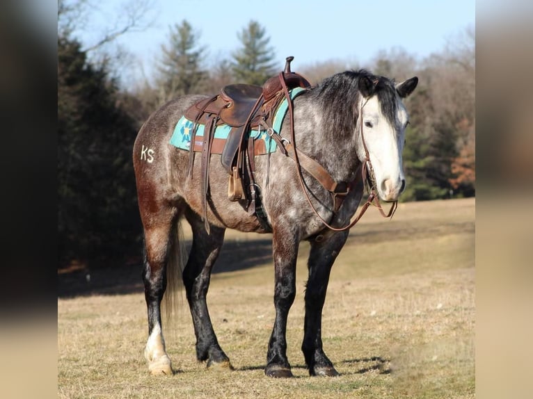caballo de tiro Mestizo Caballo castrado 6 años Tordo in Clarion, PA