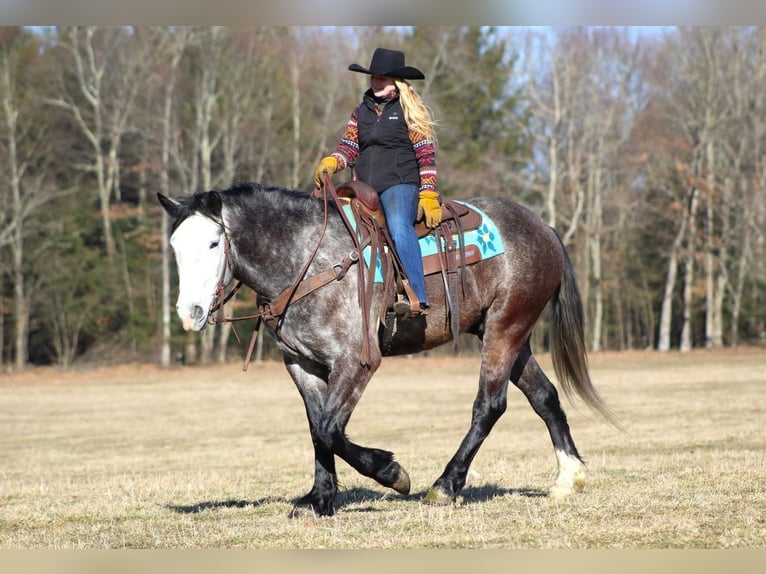 caballo de tiro Mestizo Caballo castrado 6 años Tordo in Clarion, PA