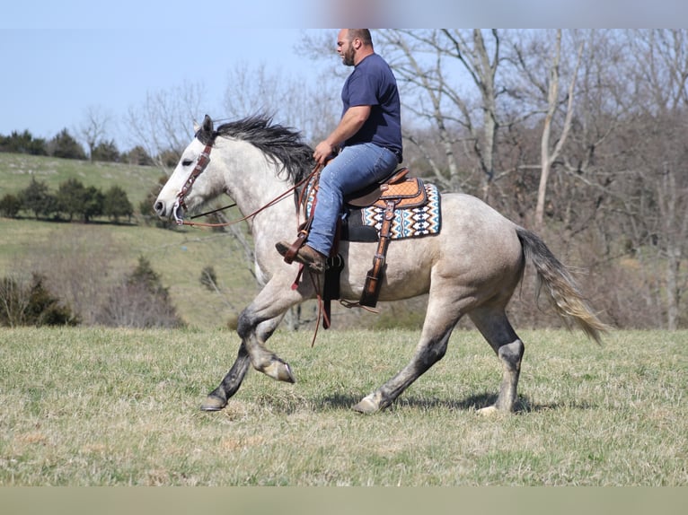caballo de tiro Caballo castrado 6 años Tordo rodado in Mount vernon KY