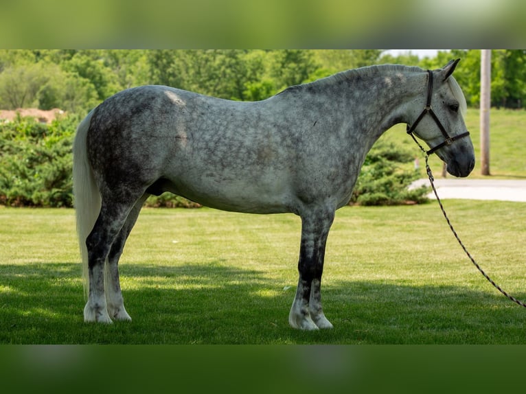 caballo de tiro Mestizo Caballo castrado 7 años 142 cm Tordo in Shipshewana