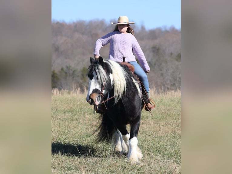 caballo de tiro Caballo castrado 7 años 147 cm Tobiano-todas las-capas in Mount vernon KY