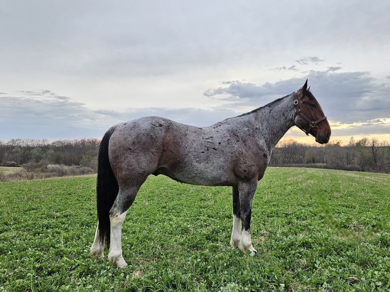 caballo de tiro Mestizo Caballo castrado 7 años 152 cm Castaño-ruano in Bedford