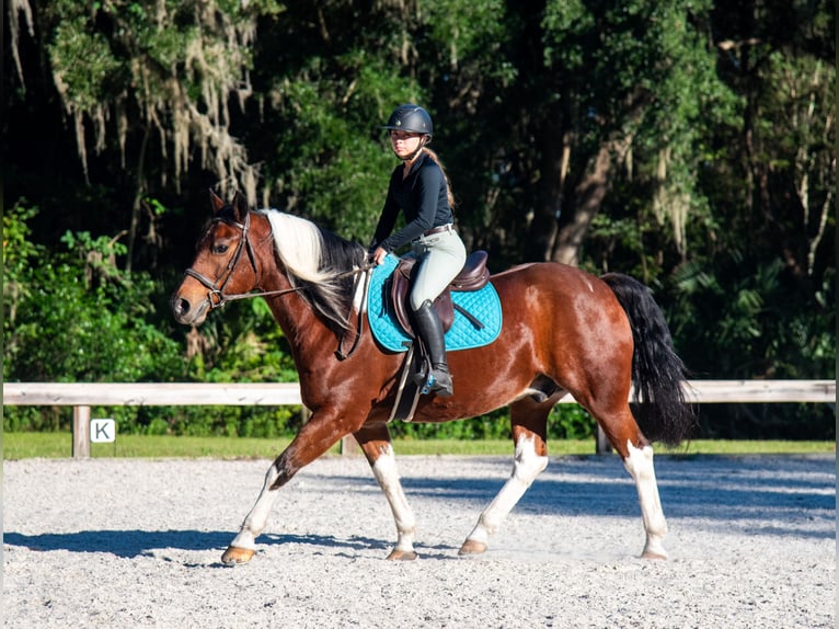 caballo de tiro Caballo castrado 7 años 152 cm Pío in Ocala