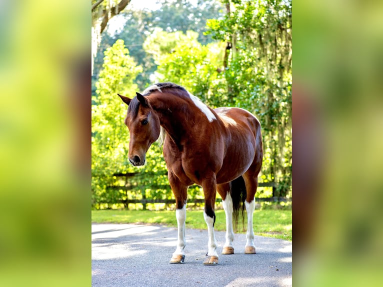 caballo de tiro Caballo castrado 7 años 152 cm Pío in Ocala