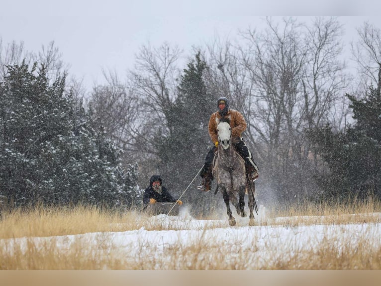 caballo de tiro Mestizo Caballo castrado 7 años 152 cm Tordo in Ripley