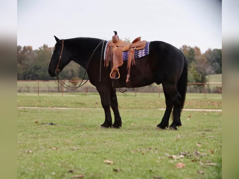 caballo de tiro Mestizo Caballo castrado 7 años 155 cm Negro in Grand Saline