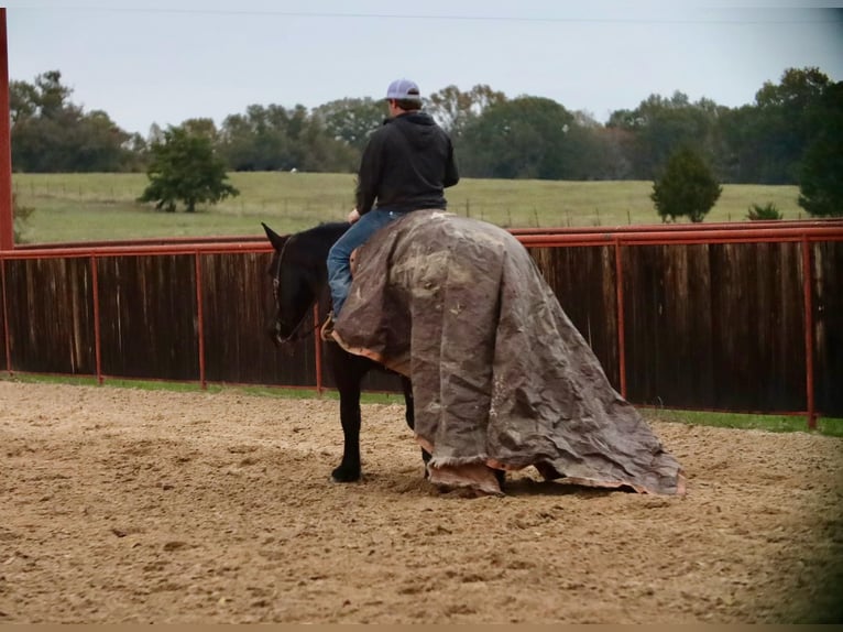 caballo de tiro Mestizo Caballo castrado 7 años 155 cm Negro in Grand Saline