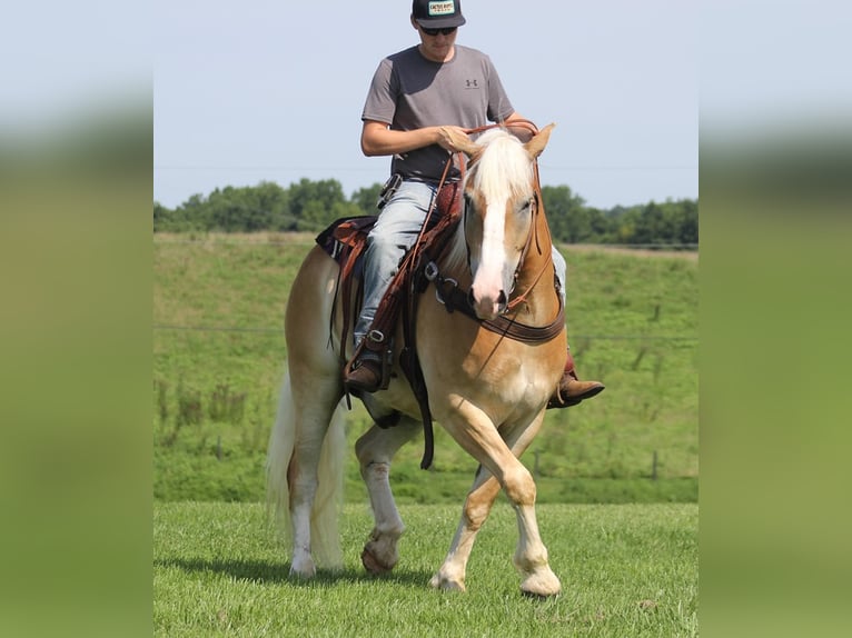 caballo de tiro Caballo castrado 7 años 155 cm Palomino in Whitley city  Ky