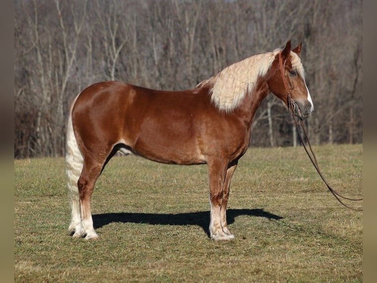 caballo de tiro Caballo castrado 7 años 157 cm Alazán rojizo in Level Green KY