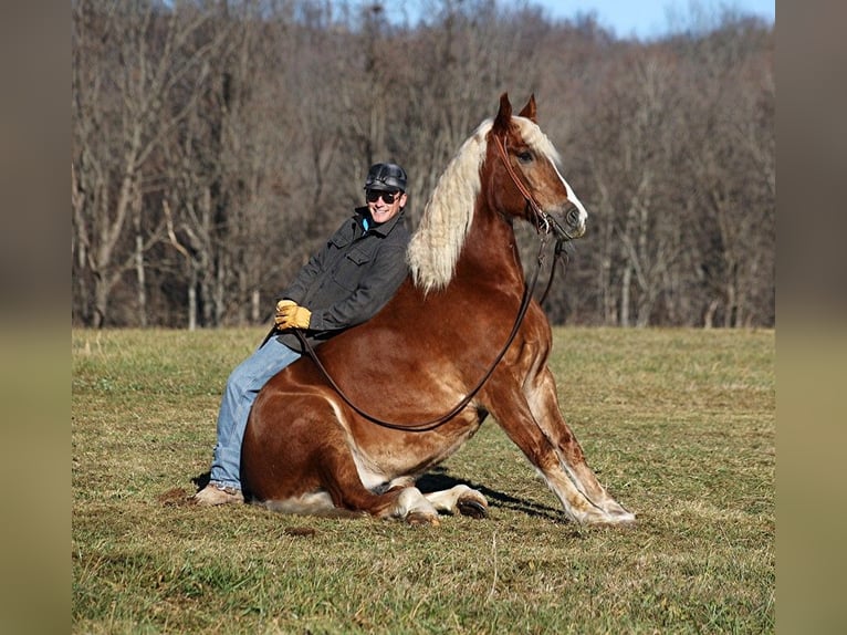 caballo de tiro Caballo castrado 7 años 157 cm Alazán rojizo in Level Green KY