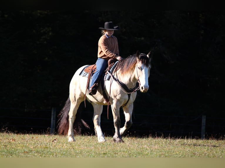 caballo de tiro Mestizo Caballo castrado 7 años 157 cm Buckskin/Bayo in Clarion