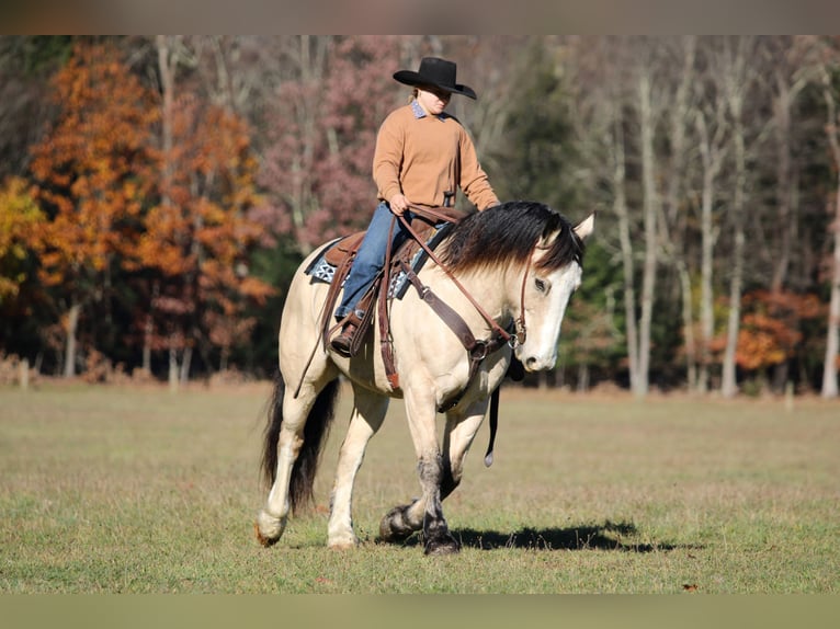 caballo de tiro Mestizo Caballo castrado 7 años 157 cm Buckskin/Bayo in Clarion