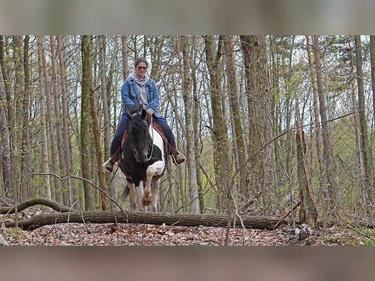 caballo de tiro Mestizo Caballo castrado 7 años 157 cm in Fresno, OH