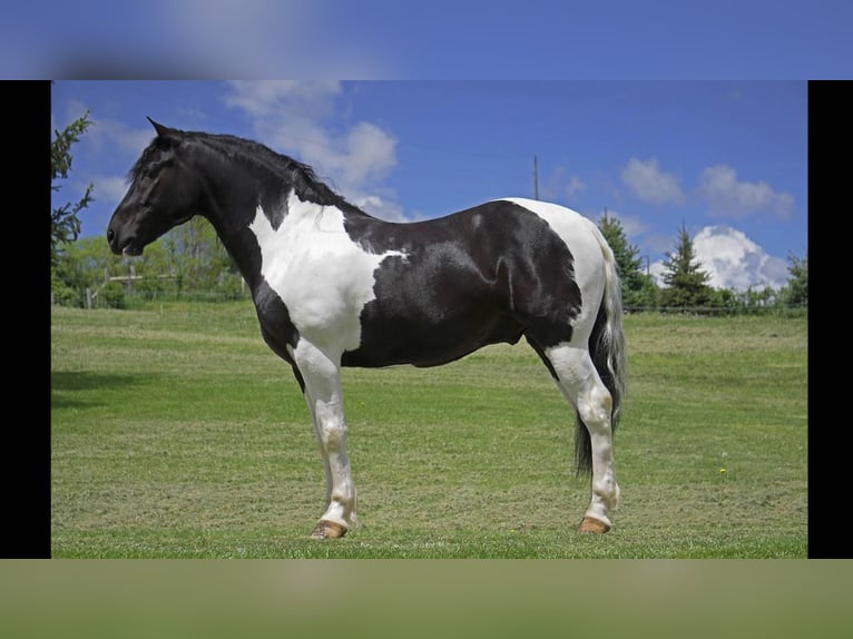 caballo de tiro Mestizo Caballo castrado 7 años 157 cm in Fresno, OH