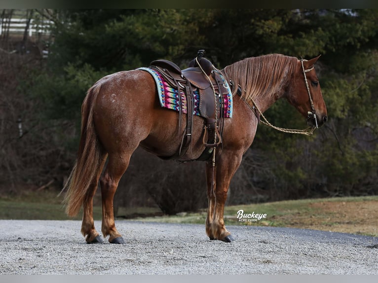 caballo de tiro Mestizo Caballo castrado 7 años 157 cm Ruano alazán in Millersburg