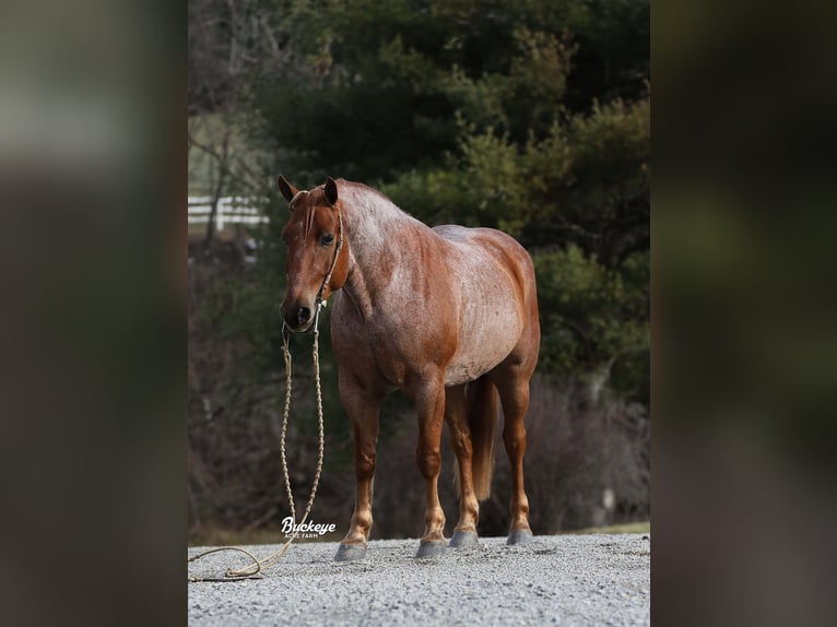 caballo de tiro Mestizo Caballo castrado 7 años 157 cm Ruano alazán in Millersburg