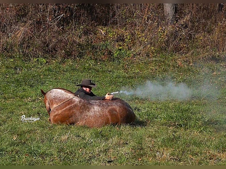 caballo de tiro Mestizo Caballo castrado 7 años 157 cm Ruano alazán in Millersburg