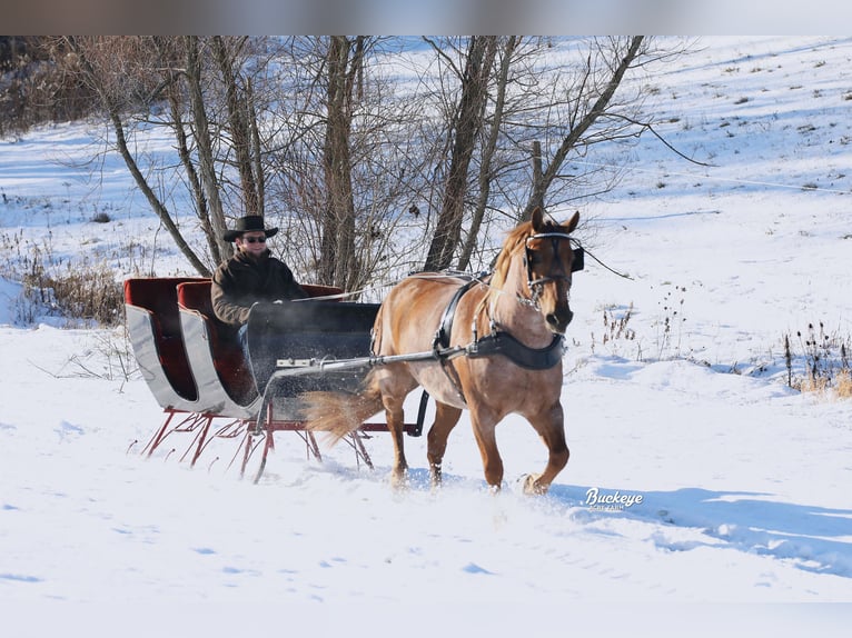 caballo de tiro Mestizo Caballo castrado 7 años 157 cm Ruano alazán in Millersburg