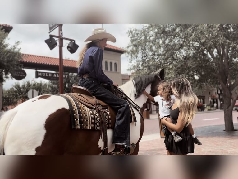 caballo de tiro Mestizo Caballo castrado 7 años 157 cm Tobiano-todas las-capas in Lipan, TX