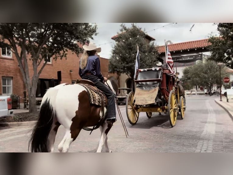 caballo de tiro Mestizo Caballo castrado 7 años 157 cm Tobiano-todas las-capas in Lipan, TX