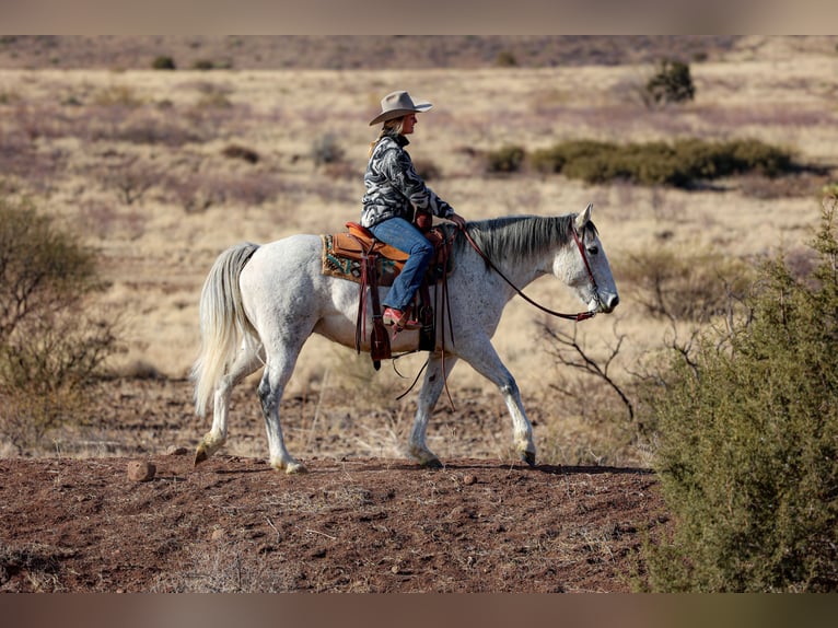 caballo de tiro Mestizo Caballo castrado 7 años 157 cm Tordo in Camp Verde, AZ