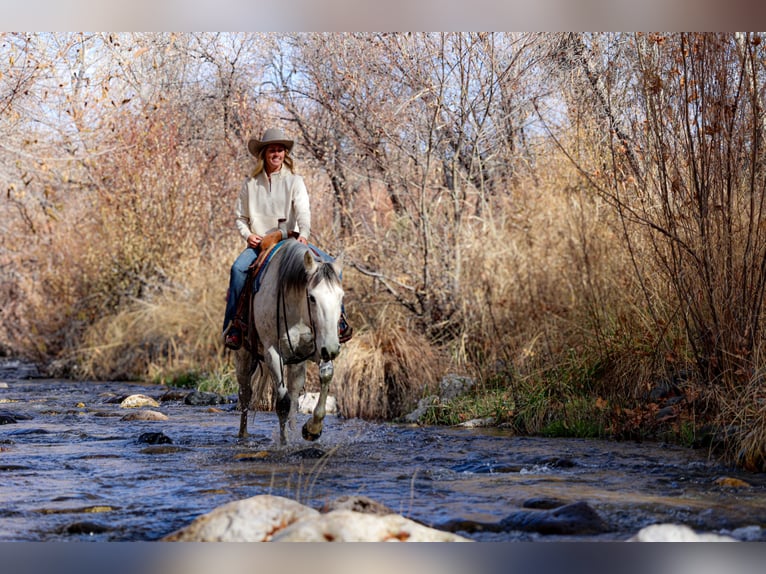 caballo de tiro Mestizo Caballo castrado 7 años 157 cm Tordo in Camp Verde, AZ